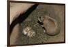 Female Prairie Dog with Pups-W. Perry Conway-Framed Photographic Print