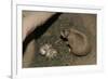 Female Prairie Dog with Pups-W. Perry Conway-Framed Photographic Print