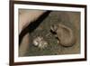 Female Prairie Dog with Pups-W. Perry Conway-Framed Photographic Print