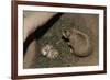 Female Prairie Dog with Pups-W. Perry Conway-Framed Photographic Print