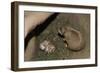 Female Prairie Dog with Pups-W. Perry Conway-Framed Photographic Print