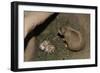 Female Prairie Dog with Pups-W. Perry Conway-Framed Photographic Print