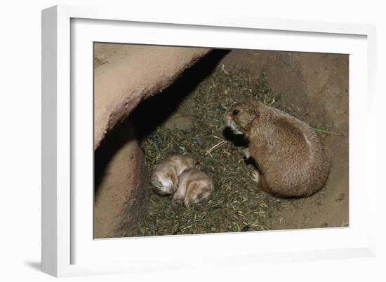 Female Prairie Dog with Pups-W. Perry Conway-Framed Photographic Print