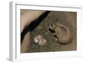 Female Prairie Dog with Pups-W. Perry Conway-Framed Photographic Print