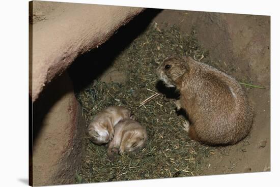 Female Prairie Dog with Pups-W. Perry Conway-Stretched Canvas