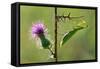 Female Praying mantis crawling on thistle, Lorraine, France-Michel Poinsignon-Framed Stretched Canvas