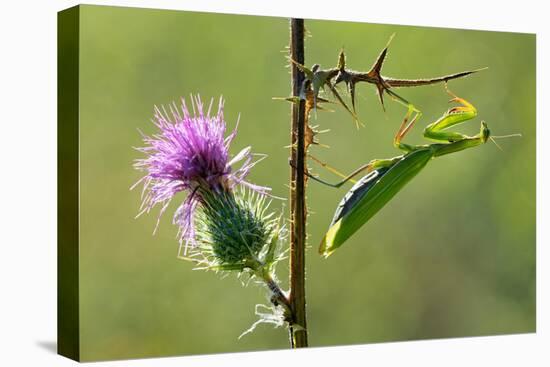 Female Praying mantis crawling on thistle, Lorraine, France-Michel Poinsignon-Stretched Canvas