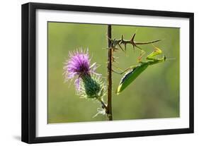 Female Praying mantis crawling on thistle, Lorraine, France-Michel Poinsignon-Framed Photographic Print