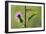 Female Praying mantis crawling on thistle, Lorraine, France-Michel Poinsignon-Framed Photographic Print