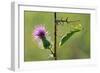 Female Praying mantis crawling on thistle, Lorraine, France-Michel Poinsignon-Framed Photographic Print