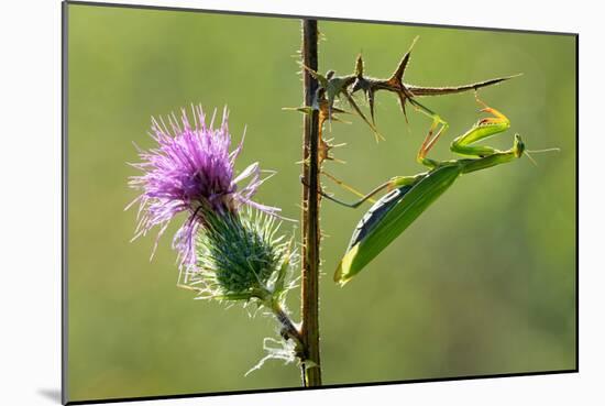 Female Praying mantis crawling on thistle, Lorraine, France-Michel Poinsignon-Mounted Photographic Print