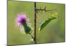 Female Praying mantis crawling on thistle, Lorraine, France-Michel Poinsignon-Mounted Photographic Print