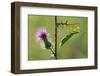 Female Praying mantis crawling on thistle, Lorraine, France-Michel Poinsignon-Framed Photographic Print