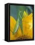 Female Praying Mantis with Egg Sac on Sunflower-Nancy Rotenberg-Framed Stretched Canvas