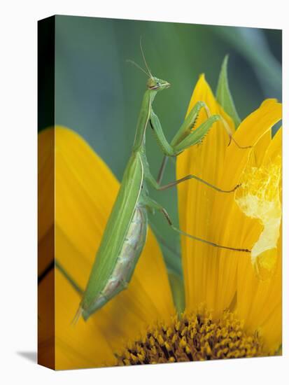 Female Praying Mantis with Egg Sac on Sunflower-Nancy Rotenberg-Stretched Canvas