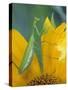 Female Praying Mantis with Egg Sac on Sunflower-Nancy Rotenberg-Stretched Canvas