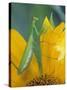 Female Praying Mantis with Egg Sac on Sunflower-Nancy Rotenberg-Stretched Canvas