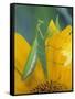 Female Praying Mantis with Egg Sac on Sunflower-Nancy Rotenberg-Framed Stretched Canvas