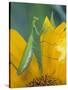 Female Praying Mantis with Egg Sac on Sunflower-Nancy Rotenberg-Stretched Canvas