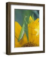 Female Praying Mantis with Egg Sac on Sunflower-Nancy Rotenberg-Framed Photographic Print