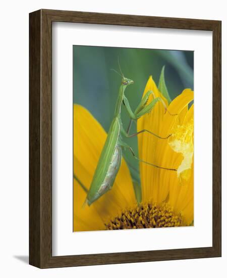 Female Praying Mantis with Egg Sac on Sunflower-Nancy Rotenberg-Framed Photographic Print