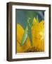 Female Praying Mantis with Egg Sac on Sunflower-Nancy Rotenberg-Framed Photographic Print