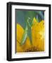 Female Praying Mantis with Egg Sac on Sunflower-Nancy Rotenberg-Framed Photographic Print