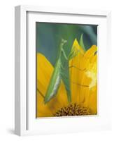 Female Praying Mantis with Egg Sac on Sunflower-Nancy Rotenberg-Framed Photographic Print