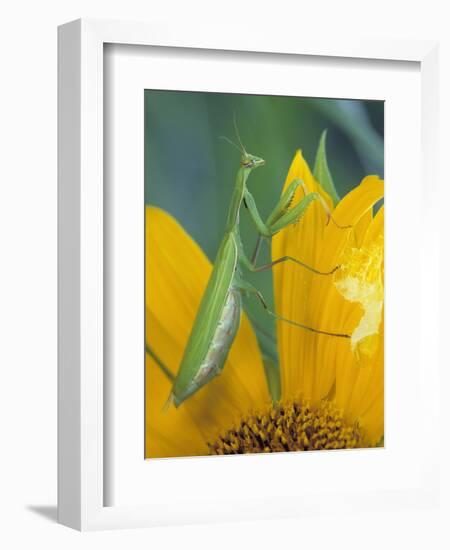 Female Praying Mantis with Egg Sac on Sunflower-Nancy Rotenberg-Framed Photographic Print