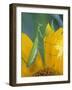 Female Praying Mantis with Egg Sac on Sunflower-Nancy Rotenberg-Framed Photographic Print