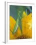 Female Praying Mantis with Egg Sac on Sunflower-Nancy Rotenberg-Framed Photographic Print
