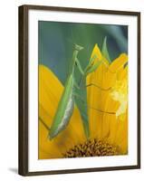 Female Praying Mantis with Egg Sac on Sunflower-Nancy Rotenberg-Framed Photographic Print