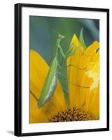 Female Praying Mantis with Egg Sac on Sunflower-Nancy Rotenberg-Framed Photographic Print