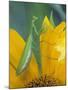 Female Praying Mantis with Egg Sac on Sunflower-Nancy Rotenberg-Mounted Photographic Print