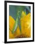 Female Praying Mantis with Egg Sac on Sunflower-Nancy Rotenberg-Framed Photographic Print