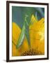 Female Praying Mantis with Egg Sac on Sunflower-Nancy Rotenberg-Framed Photographic Print