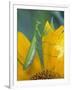 Female Praying Mantis with Egg Sac on Sunflower-Nancy Rotenberg-Framed Photographic Print