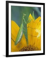 Female Praying Mantis with Egg Sac on Sunflower-Nancy Rotenberg-Framed Photographic Print