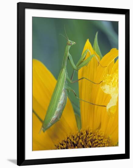 Female Praying Mantis with Egg Sac on Sunflower-Nancy Rotenberg-Framed Photographic Print