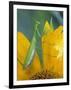 Female Praying Mantis with Egg Sac on Sunflower-Nancy Rotenberg-Framed Photographic Print