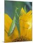 Female Praying Mantis with Egg Sac on Sunflower-Nancy Rotenberg-Mounted Photographic Print