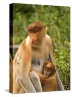 Female Proboscis Monkey (Nasalis Larvatus) in Tree-Louise Murray-Stretched Canvas