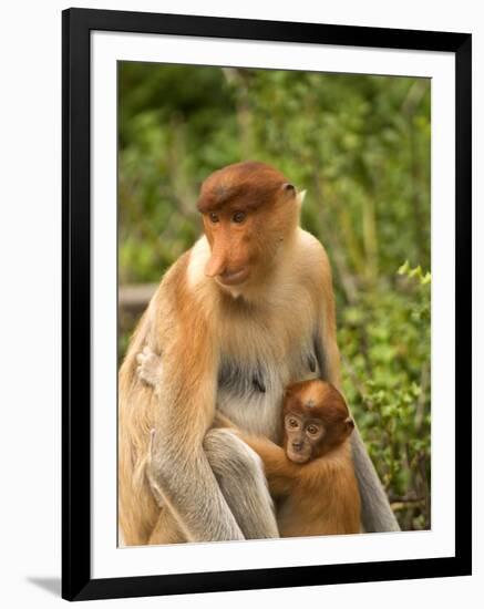 Female Proboscis Monkey (Nasalis Larvatus) in Tree-Louise Murray-Framed Premium Photographic Print