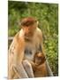 Female Proboscis Monkey (Nasalis Larvatus) in Tree-Louise Murray-Mounted Premium Photographic Print