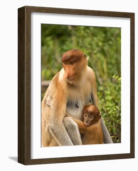 Female Proboscis Monkey (Nasalis Larvatus) in Tree-Louise Murray-Framed Photographic Print