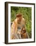 Female Proboscis Monkey (Nasalis Larvatus) in Tree-Louise Murray-Framed Photographic Print