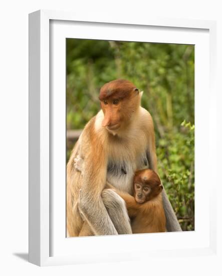 Female Proboscis Monkey (Nasalis Larvatus) in Tree-Louise Murray-Framed Photographic Print