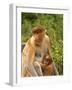 Female Proboscis Monkey (Nasalis Larvatus) in Tree-Louise Murray-Framed Photographic Print