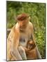 Female Proboscis Monkey (Nasalis Larvatus) in Tree-Louise Murray-Mounted Photographic Print