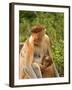 Female Proboscis Monkey (Nasalis Larvatus) in Tree-Louise Murray-Framed Photographic Print